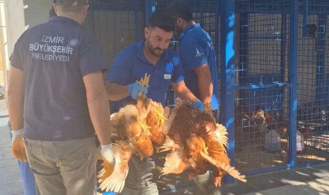 Yangından kurtarılan tavuklarına kavuştu