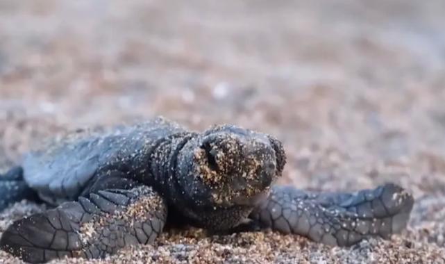 40 bin 285 yavru deniz kaplumbağası denize ulaştı