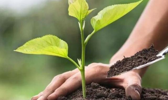 Ankaragücü taraftarlarından Bursa’ya 10 bin fidan desteği