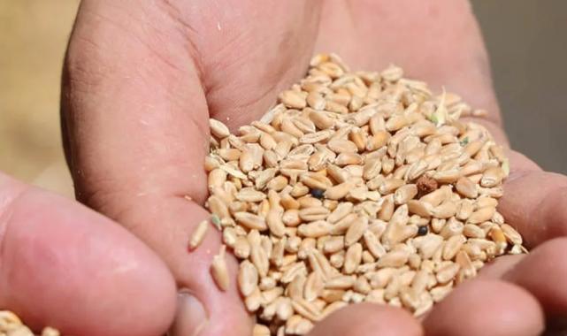 Antalya’da Halk Ekmek için buğday hasadı başladı