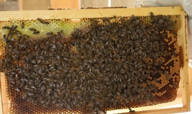 Artvin’de bal fiyatları belli oldu