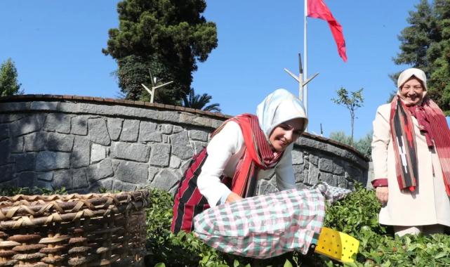 Bakan Göktaş yöresel kıyafetlerle Rize’de çay hasat etti