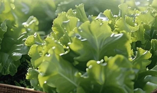 Balıkesir Büyükşehir’den çiftçiye marul desteği