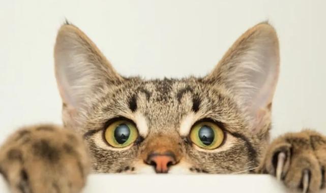 Başakşehir’de kediye şiddet olayının şüphelisi gözaltında!