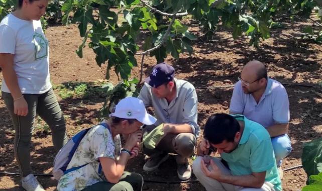 Bursa Mudanya’da incir üreticilerine kırmızı örümcek uyarısı