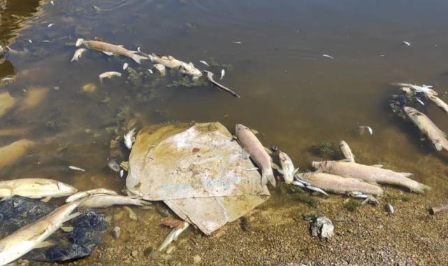 Bursa Yenişehir’de kuruyan derede yavru balıklar için umut oldular