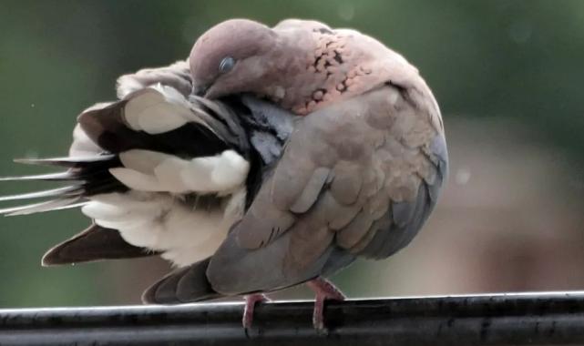 Bursa Yenişehir’de kuşların banyo keyfi