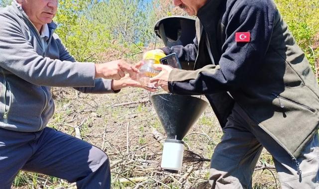 Bursa’da kabuk böceklerine karşı biyolojik mücadele başladı