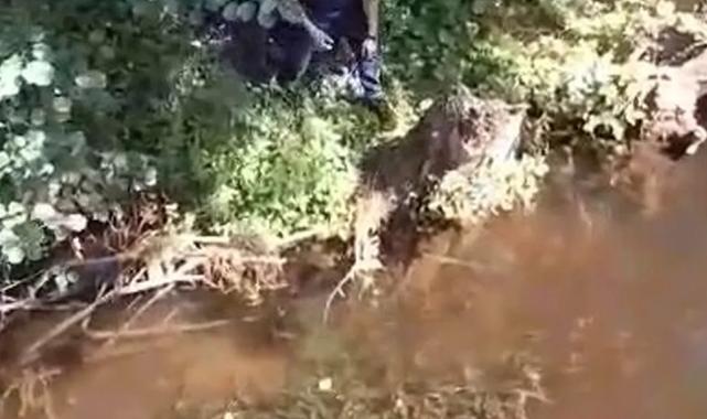 Çatalca’da mahsur kaplumbağa itfaiye tarafından kurtarıldı