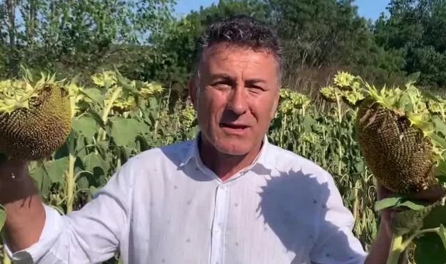 CHP’li Sarıbal’dan ayçiçeği üreticilerine destek çağrısı