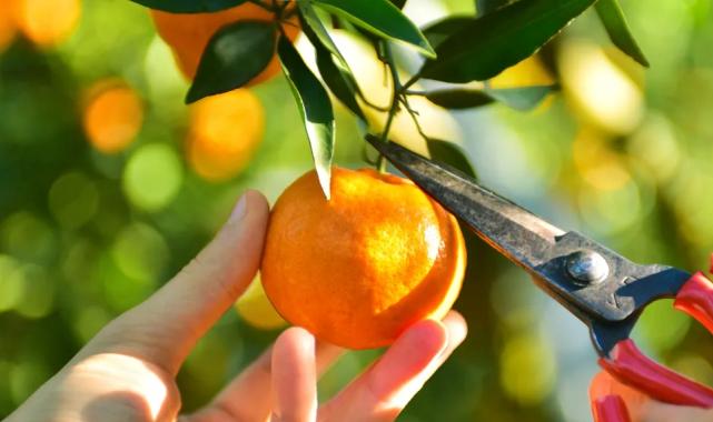 Ege’nin narenciye rekoltesi yüzde 34 azaldı