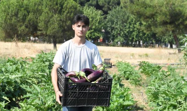 Gazi Tarım’da hasat zamanı