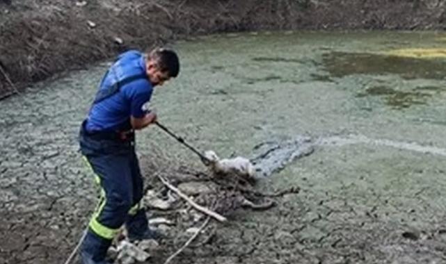 Gölete düşen kuzuyu kurtardılar