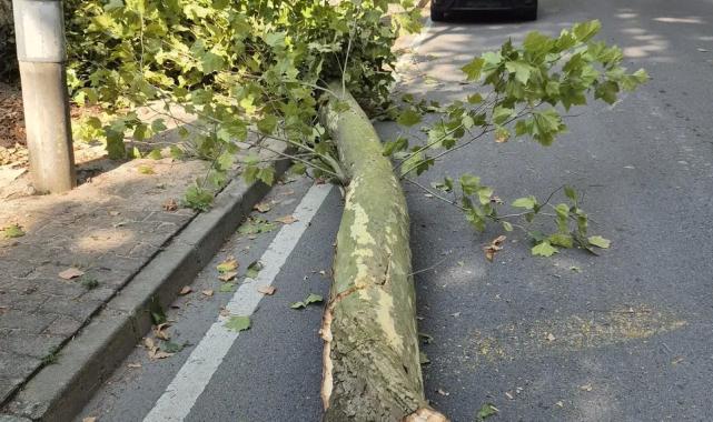 İstanbul’da 58 ağaç devrildi, 6 araç hasar gördü… Dikkat! Bu gecede etkili olacak