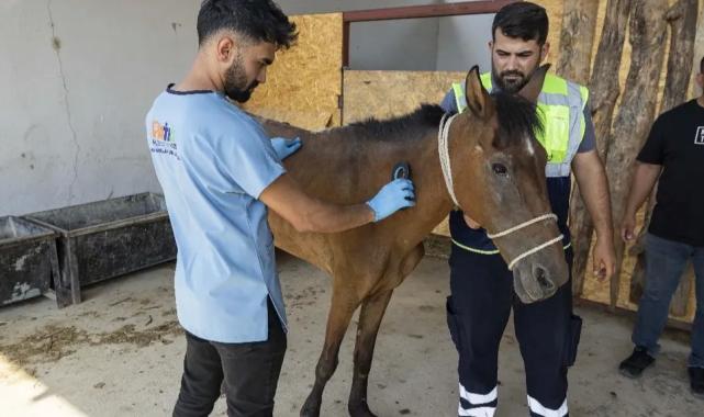 İzmir Buca’da terk edilen atlar Pako’da güvenli yaşama kavuştu