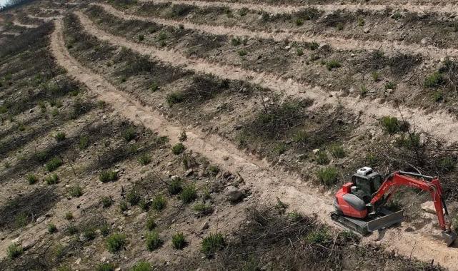 İzmir Foça yeniden yeşermeye hazırlanıyor