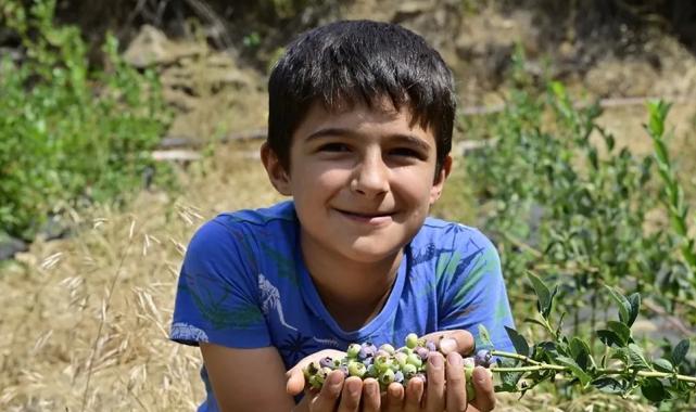 İzmir Ödemiş’te ilk mavi yemiş hasadı