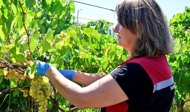 İzmir üzüm bağlarında hasat öncesi pestisit denetimi