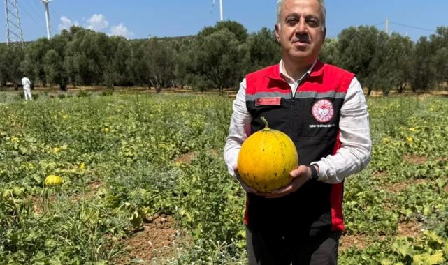 İzmir’in meşhur ‘Çeşme Kavunu’nda hasat zamanı