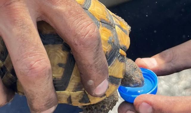 Kocaeli’de alevlerin ortasında bir damla hayat… İtfaiye’den kaplumbağaya uzatılan su yürekleri ısıttı