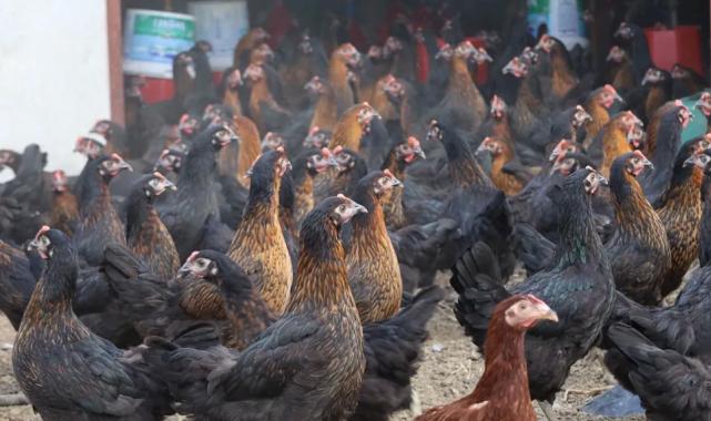 Kocaeli’de tavukçuluğa büyük destek: 16 bin tavuk üreticiyle buluştu