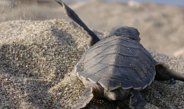 Mavi Gönüllüleri, Caretta Caretta’ları Akdeniz’le buluşturuyor