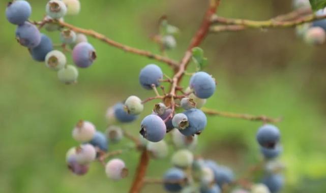 Ordu’da mavi yemiş üretimi büyüyor: Kilogramı 500 TL’den alıcı buluyor