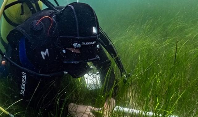 Pina ve deniz çayırları Marmara’ya hayat veriyor