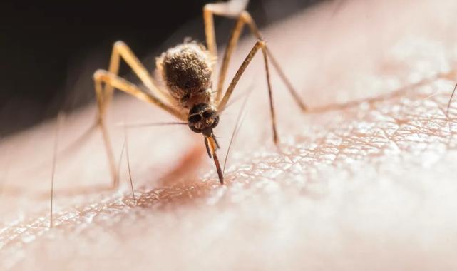 Sakarya’dan sinek ve keneyle mücadelede dijital adım