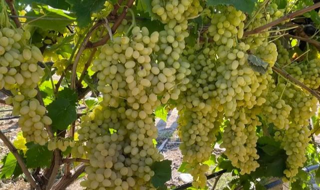 Sultani çekirdeksiz üzüm ihracata gün sayıyor