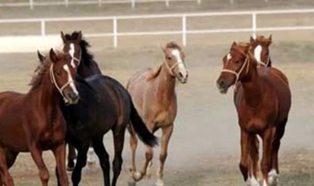 TİGEM şampiyon safkan Arap aygırı alacak