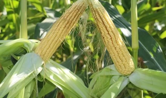 TİGEM’den 4 bin 500 ton silajlık mısır ihalesi