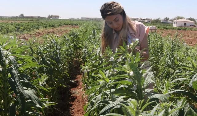 Urfa Susamı yeniden hayat buluyor