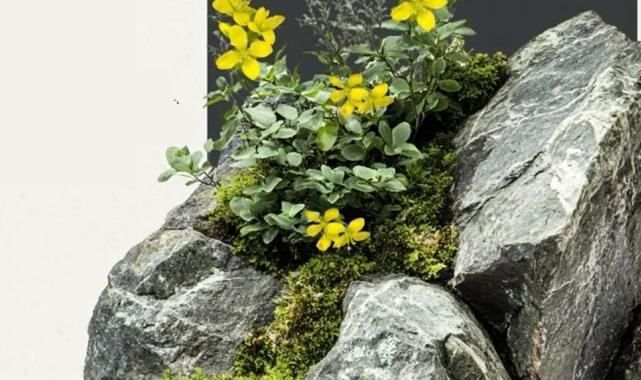 Anadolu’nun yeni keşfi… ‘Tüylü Kekreçiçeği’ bitki florasına katıldı