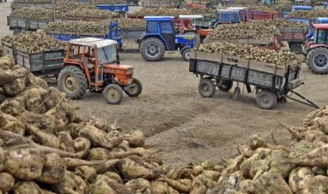 Ankara Şeker Fabrikası 14 bin ton pancar kuyruğu satacak
