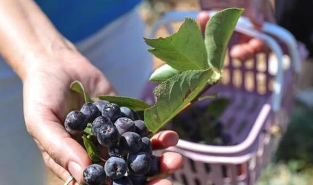 Antalya’da yerelden kalkınma! Beğiş’te üretici kazandı