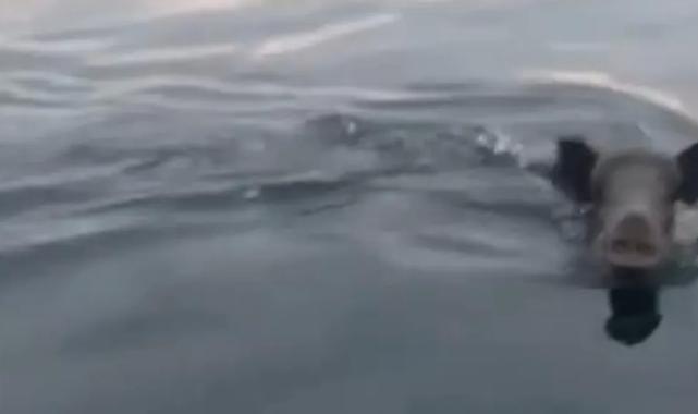 Bursa Mudanya açıklarında yüzen domuz sürprizi