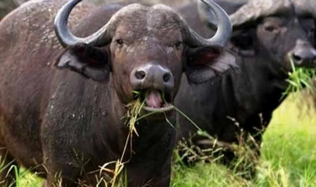 Büyükbaşta manda sayısı azaldı