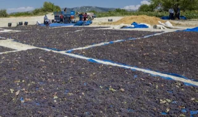 Coğrafi işaretle ‘Gülnar Kuş Üzümü’ değer kazandı