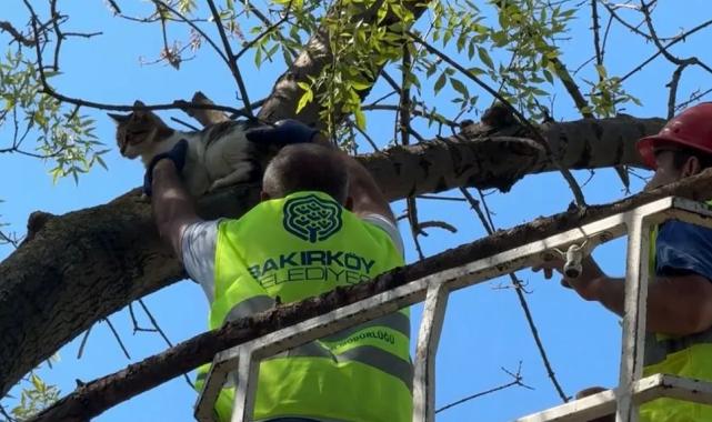 İstanbul Bakırköy’de üç gündür mahsur kedi kurtarıldı