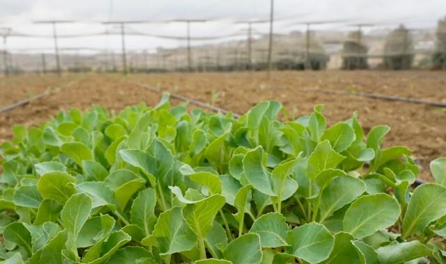 İstanbul Beylikdüzü’nde kışlık fideler toprakla buluştu
