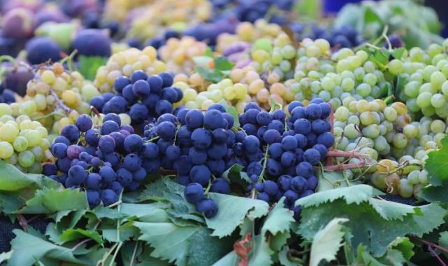 İzmir Karabağlar’da coğrafi işaretli üzüme yoğun ilgi