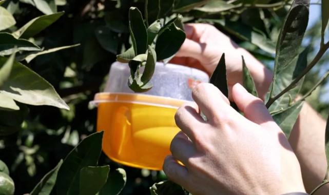 İzmir’de üreticiye Akdeniz meyve sineği ile mücadele desteği