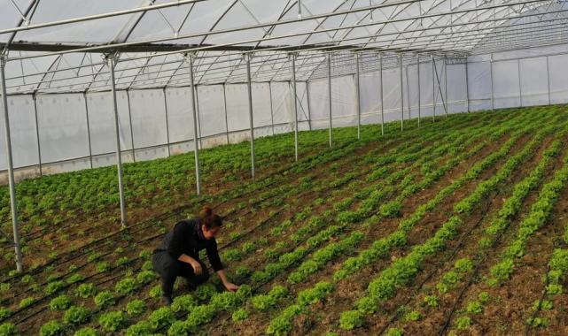 Kocaeli Büyükşehir’den çiftçilere modern sera desteği