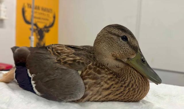 Kocaeli’de yorgun ördeğin yardımına Büyükşehir yetişti