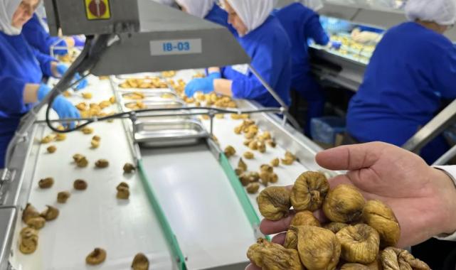 Kuru incir ihracatı 350 milyon doları aştı… İhracat için ilk gemiye hazırlanılıyor