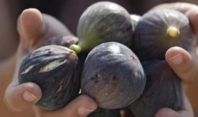 Mersin’de incir fidanları meyve vermeye başladı