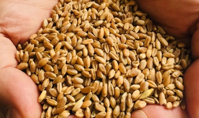 Muğla Milas’ta üreticilere karakılçık buğday tohumu