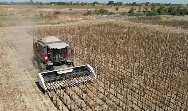 Mustafakemalpaşa’da belediye projesinde ayçiçeği hasadı