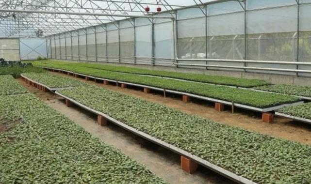 Ordu’da 4,5 milyon fideyle üretim seferberliği